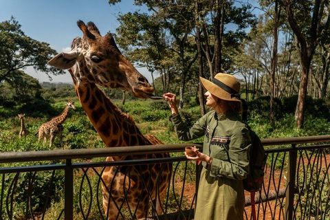 Explore Luxury Safari Travel Routes, Wildlife, Lodges, and Memorable Experiences
